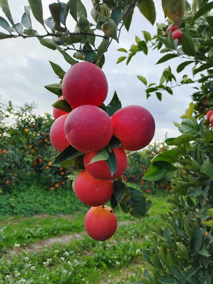 La Rossa (Tarocco – Lempso)